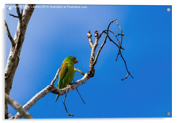 olive throated parakeet Acrylic by Craig Lapsley