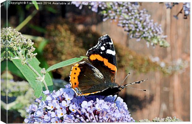 The beautiful Red Admiral Butterfly Canvas Print by Frank Irwin