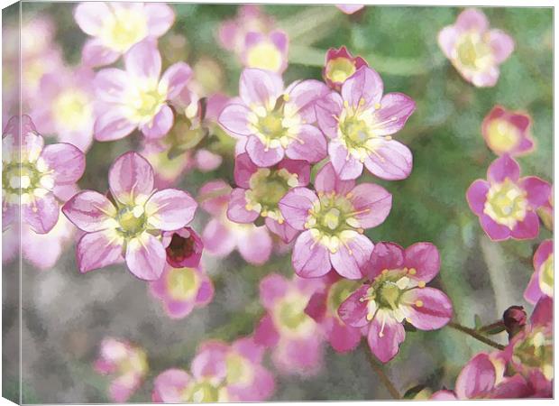 Pink Flowers Canvas Print by Susan Sanger