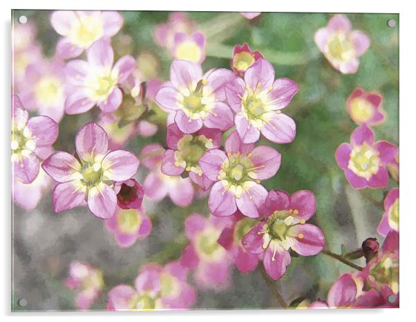 Pink Flowers Acrylic by Susan Sanger