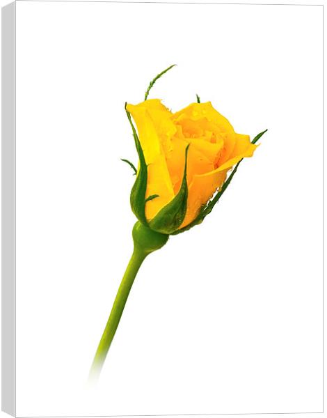 Yellow Rose Canvas Print by Mark Llewellyn