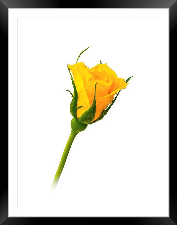 Yellow Rose Framed Mounted Print by Mark Llewellyn