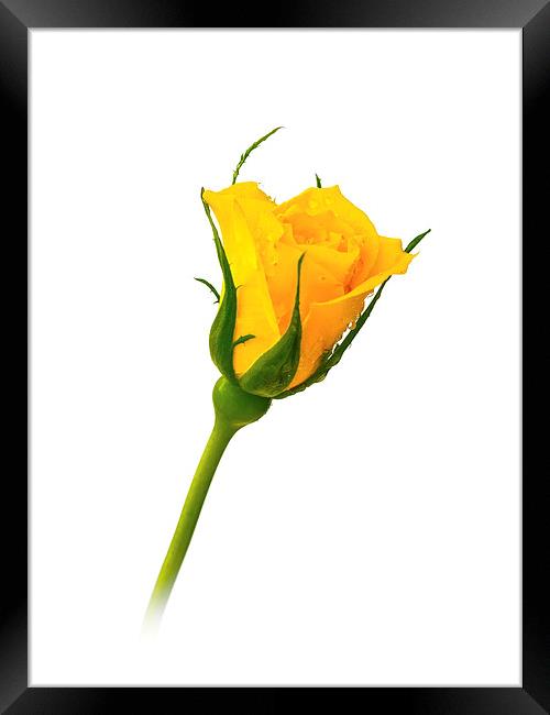 Yellow Rose Framed Print by Mark Llewellyn