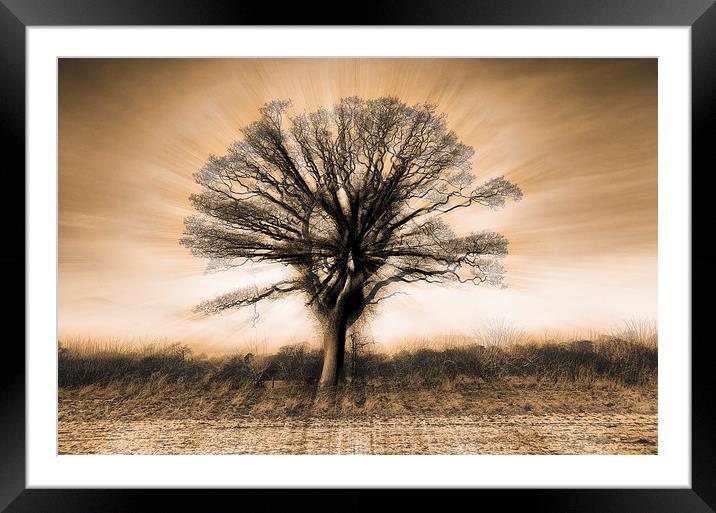 Abstract blurred tree Framed Mounted Print by Greg Marshall