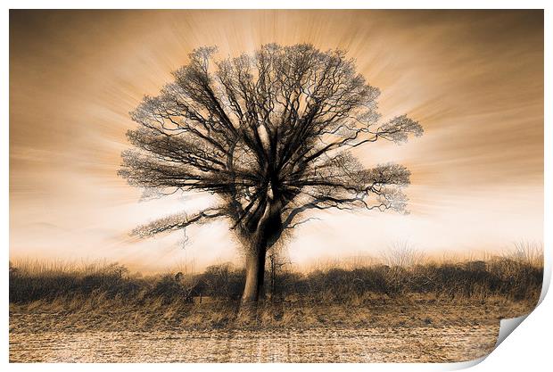 Abstract blurred tree Print by Greg Marshall