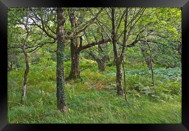 Killarney Woodland Framed Print by Jane McIlroy