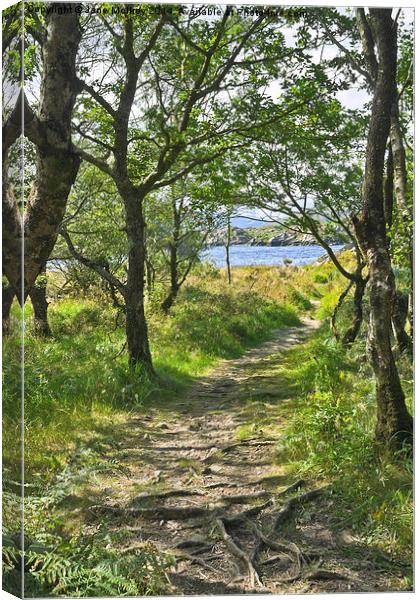 Woodland Path - Killarney Canvas Print by Jane McIlroy