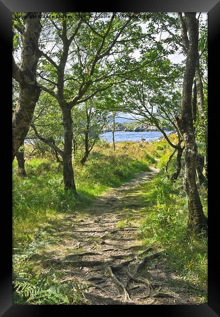 Woodland Path - Killarney Framed Print by Jane McIlroy