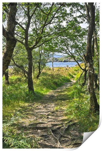 Woodland Path - Killarney Print by Jane McIlroy