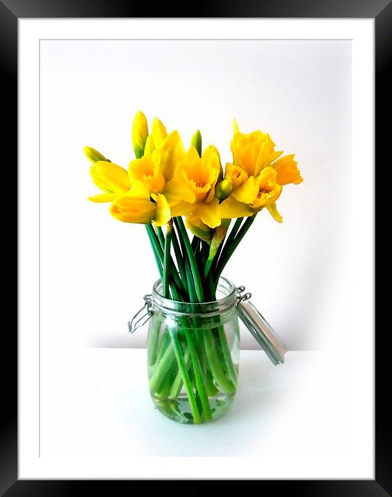 Daffodils Framed Mounted Print by Alexia Miles