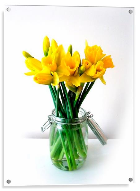 Daffodils Acrylic by Alexia Miles