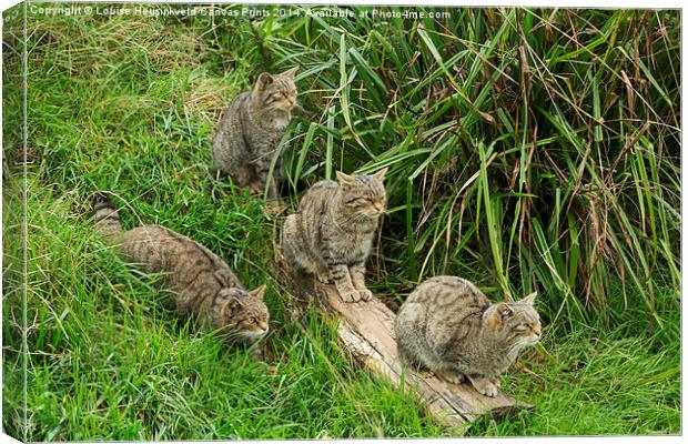 Scottish wildcats Canvas Print by Louise Heusinkveld