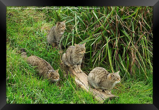 Scottish wildcats Framed Print by Louise Heusinkveld