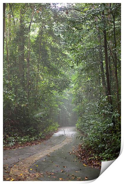 Bukit Timah Nature Reserve Singapore Print by J Lloyd