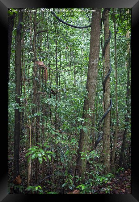 Bukit Timah Nature Reserve Singapore Framed Print by J Lloyd