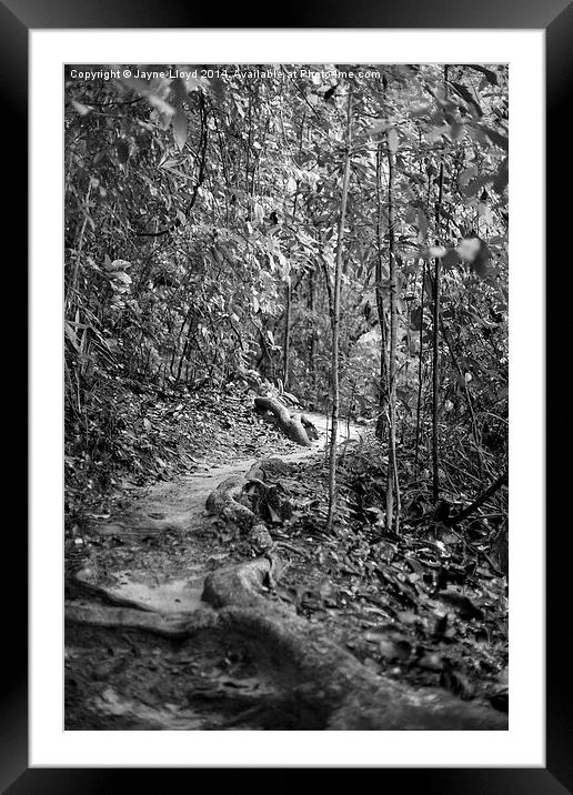 Bukit Timah Nature Reserve Singapore Framed Mounted Print by J Lloyd