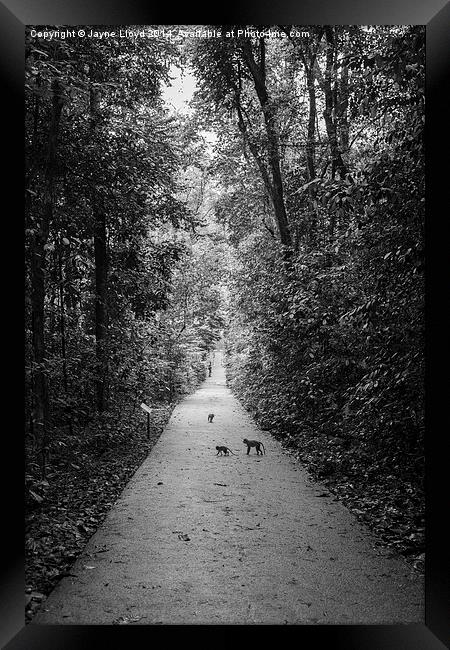 Monkeys in Bukit Timah Nature Reserve Framed Print by J Lloyd