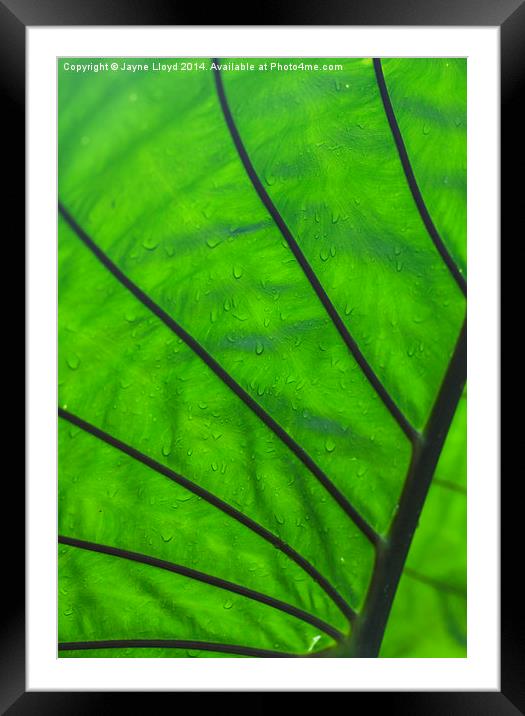 Wet green leaf Framed Mounted Print by J Lloyd
