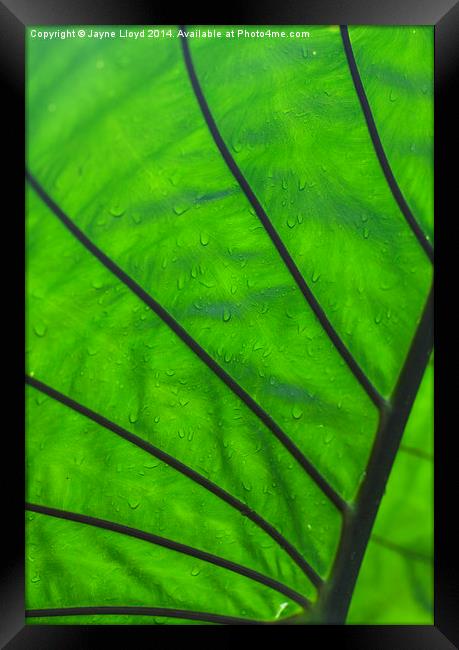 Wet green leaf Framed Print by J Lloyd