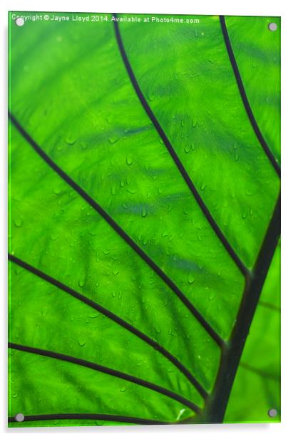 Wet green leaf Acrylic by J Lloyd