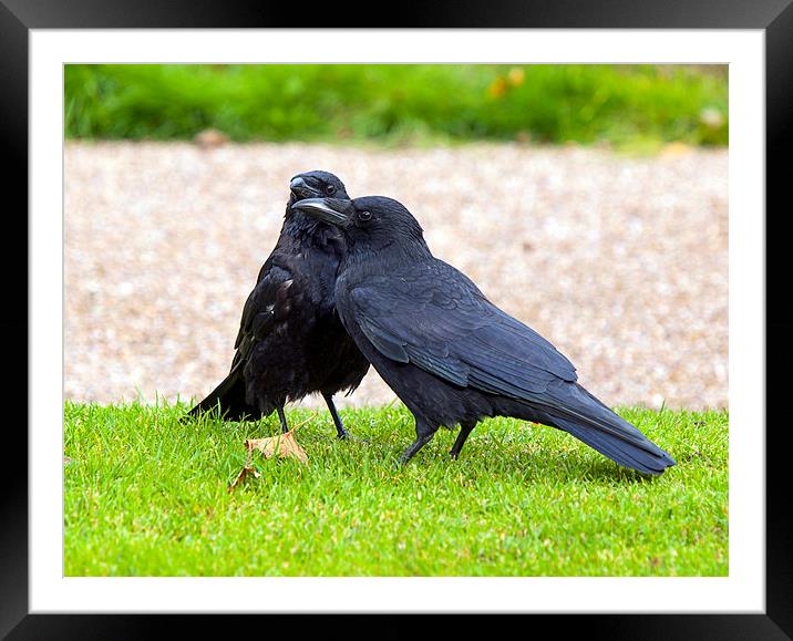 Crows Framed Mounted Print by Victor Burnside
