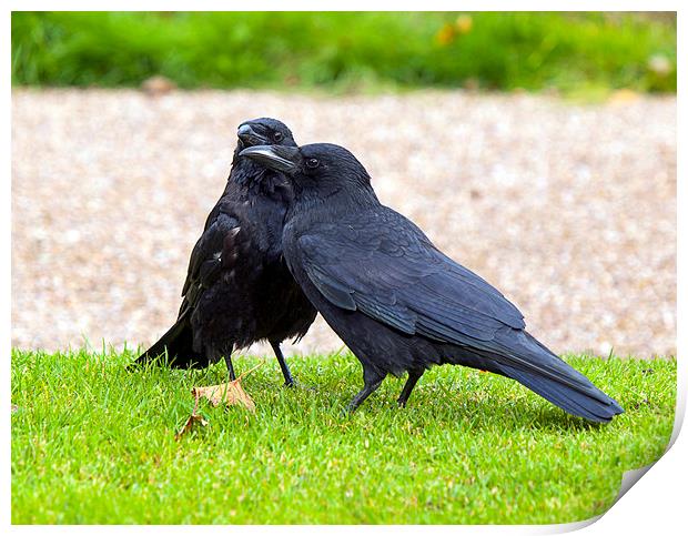 Crows Print by Victor Burnside
