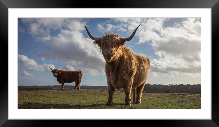 Highland Cattle Framed Mounted Print by Simon Wrigglesworth