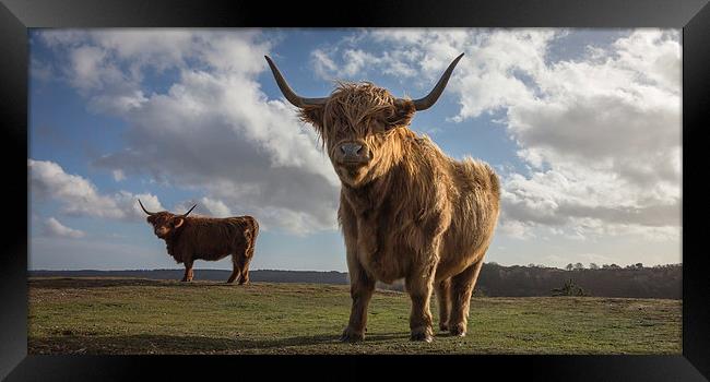 Highland Cattle Framed Print by Simon Wrigglesworth