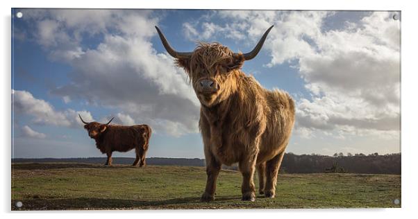 Highland Cattle Acrylic by Simon Wrigglesworth