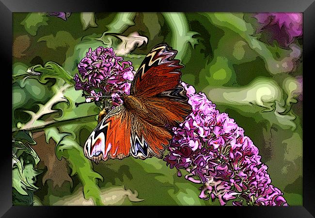 butterfly on buddleia Framed Print by allan somerville