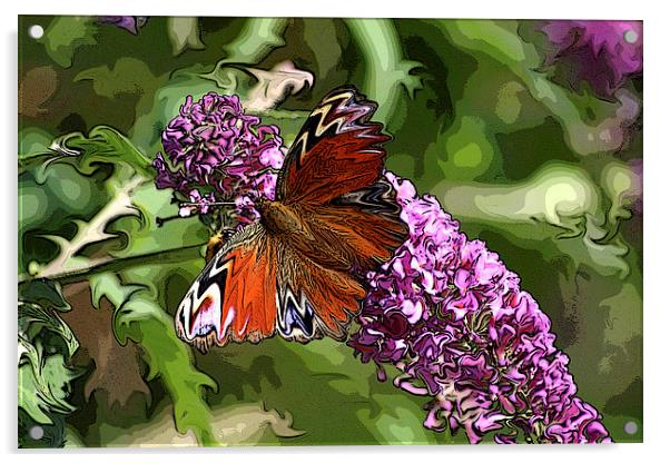 butterfly on buddleia Acrylic by allan somerville