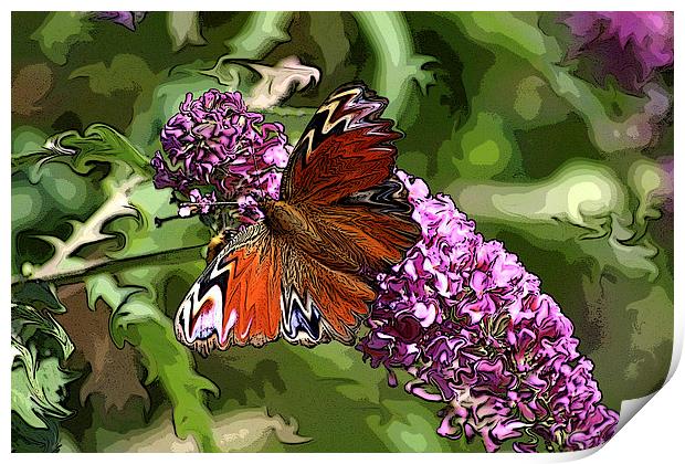 butterfly on buddleia Print by allan somerville