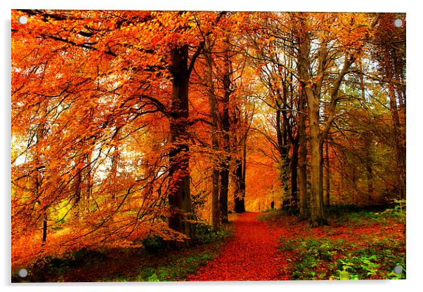 An Autumn Walk Acrylic by Mandy Hedley