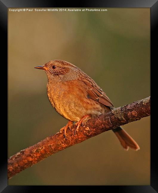 Dunnock Framed Print by Paul Scoullar