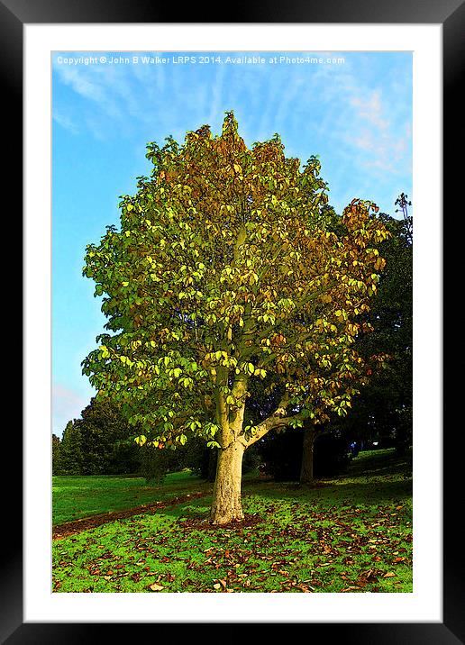 Autumn Framed Mounted Print by John B Walker LRPS