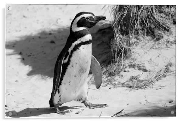 Magellanic Penguin, Carcass Island, Falklands Acrylic by Geoffrey Higges