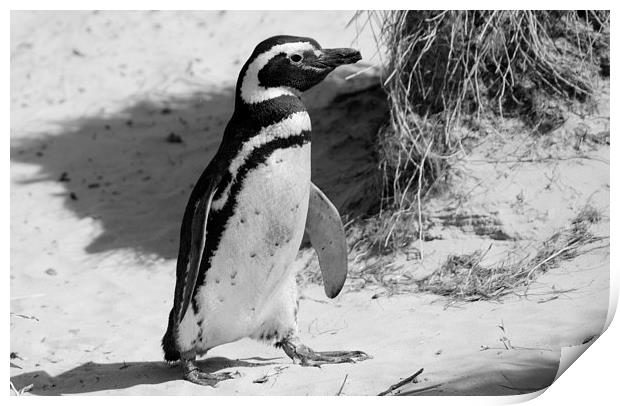 Magellanic Penguin, Carcass Island, Falklands Print by Geoffrey Higges