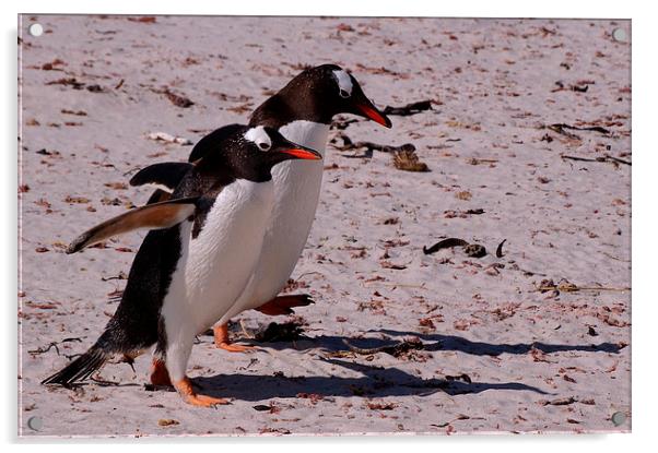 Gentoo Penguins, Saunders Island, Falklands Acrylic by Geoffrey Higges