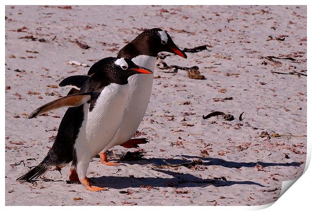 Gentoo Penguins, Saunders Island, Falklands Print by Geoffrey Higges