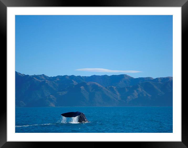 Whale watching in New Zealand Framed Mounted Print by Liz Marshall