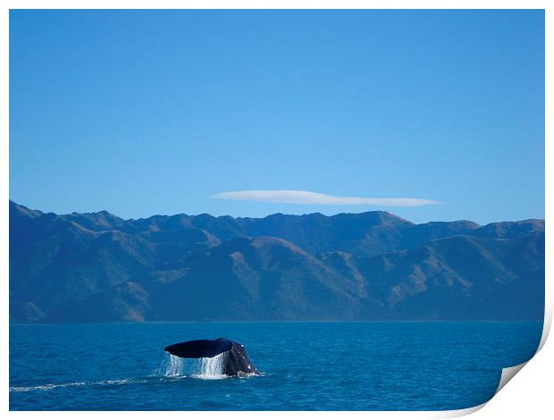 Whale watching in New Zealand Print by Liz Marshall