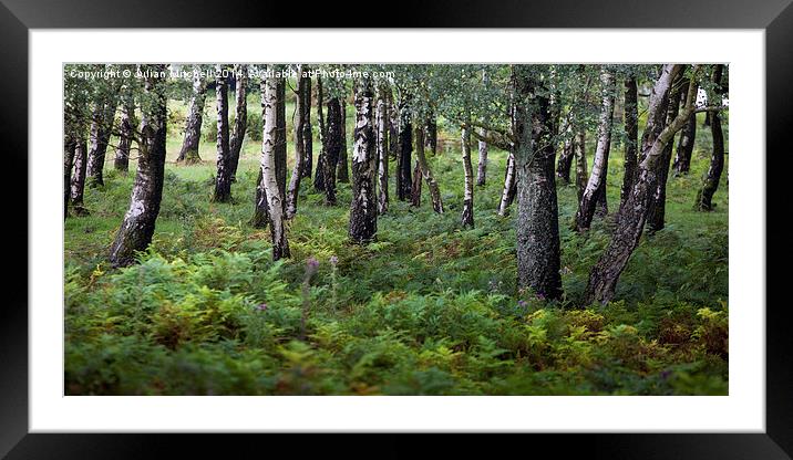 The Trees Framed Mounted Print by Julian Mitchell