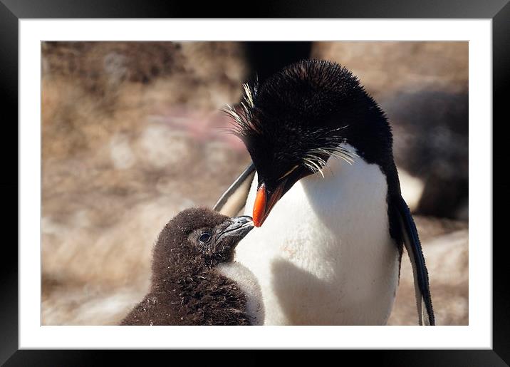 Rockhopper Penguin and Chick, Falklands Framed Mounted Print by Geoffrey Higges