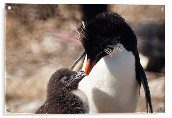 Rockhopper Penguin and Chick, Falklands Acrylic by Geoffrey Higges