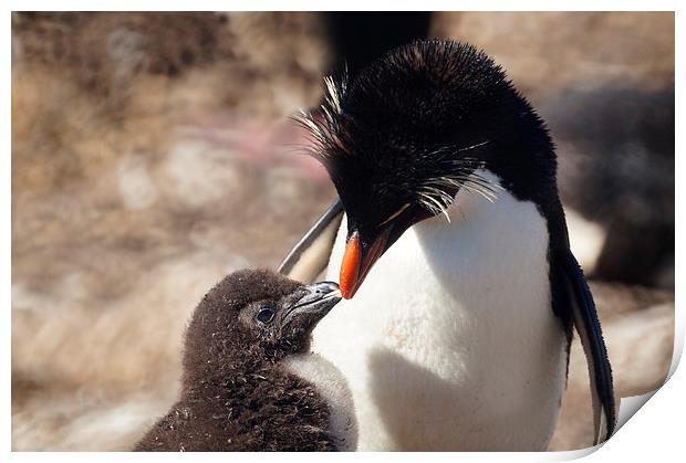 Rockhopper Penguin and Chick, Falklands Print by Geoffrey Higges