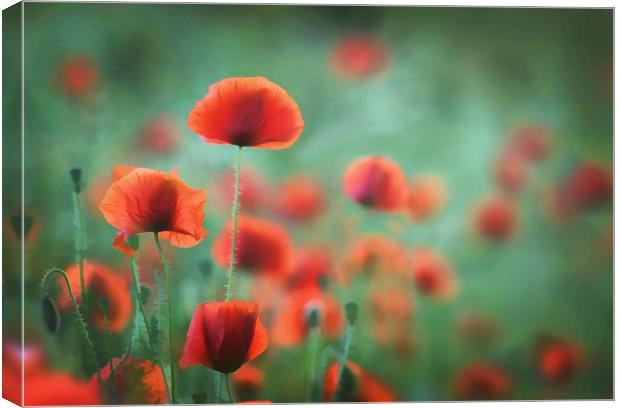 Photo-Art - Summer Poppies Canvas Print by Ceri Jones