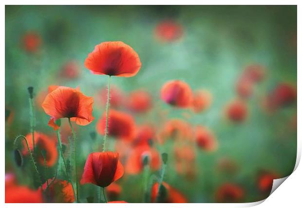 Photo-Art - Summer Poppies Print by Ceri Jones