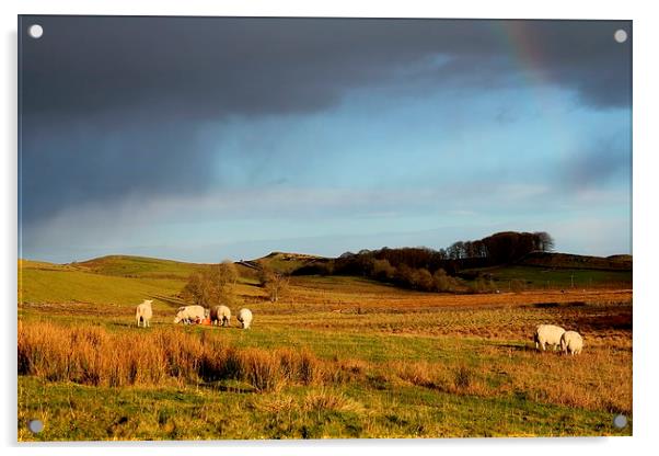 Northumberland Sheep Acrylic by Emma Manners