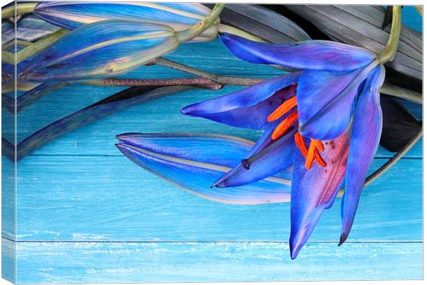 Blue Lily Canvas Print by Emma Manners