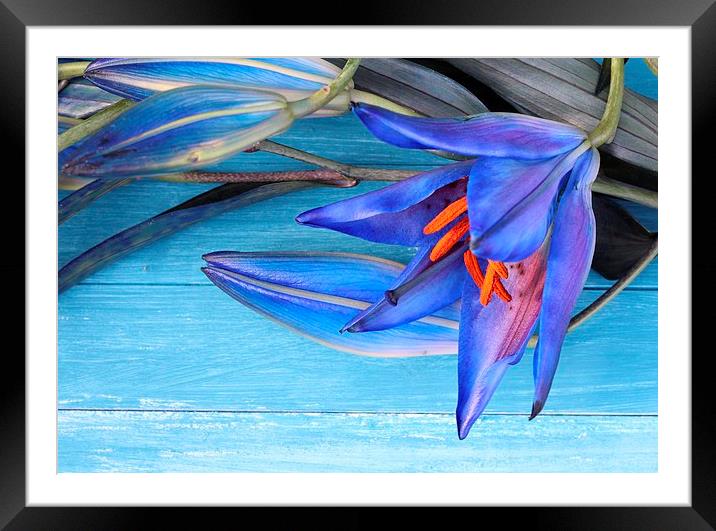 Blue Lily Framed Mounted Print by Emma Manners